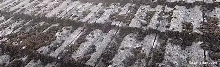 Removing Moss from Asbestos Garage Roof: A Comprehensive Approach