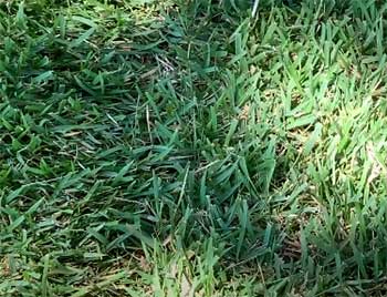 Palisades Zoysia Grass