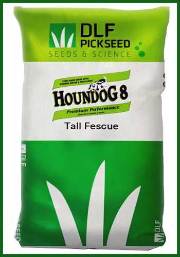Houndog 8 Fescue Seed