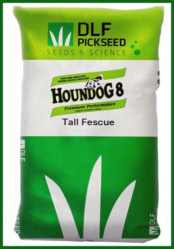 Houndog 8 Vs. Kentucky 31: Comparison And Which One To Pick?