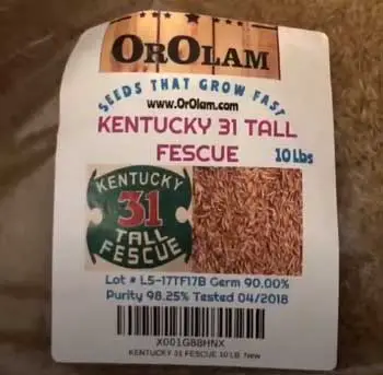 Kentucky 31 Fescue Seed