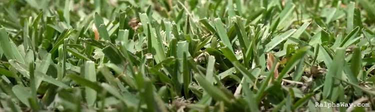 CitraBlue Grass
