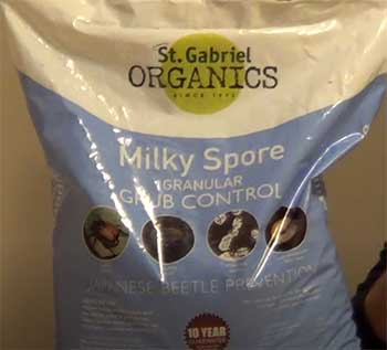 Milky Spore For Grub Control