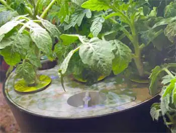 AeroGarden Harvest 360 Indoor Garden Hydroponic System