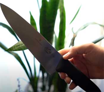 Victorinox Fibrox Pro