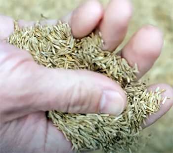 Jonathan Green Grass Seed