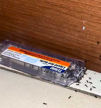 TERRO Liquid Ant Baits