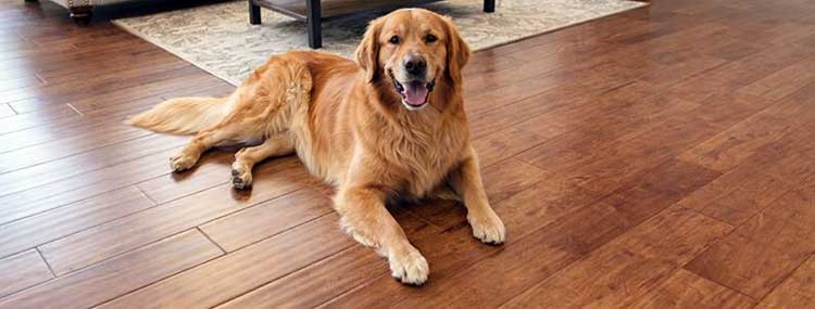 Ambient Bamboo Floor