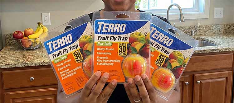terro fruit fly trap