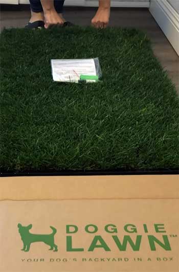 DoggieLawn