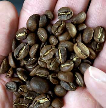 Stumptown Holler Mountain