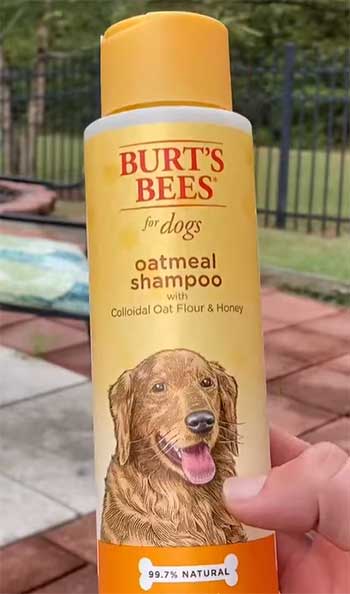 Burt's Bees Natural Oatmeal Shampoo