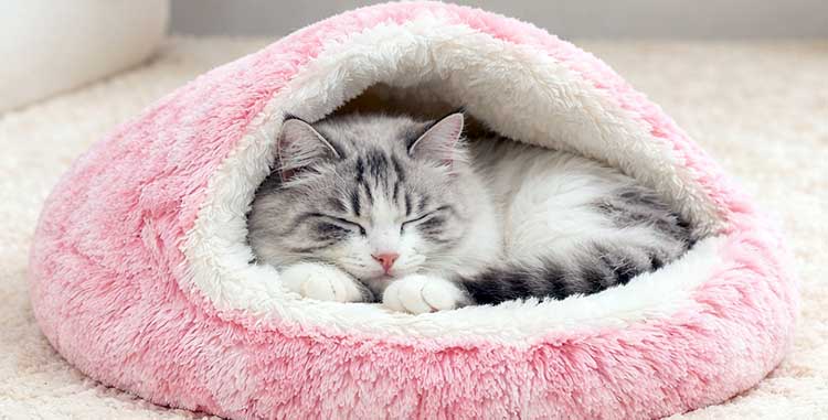 Lapcatz Nest Bed