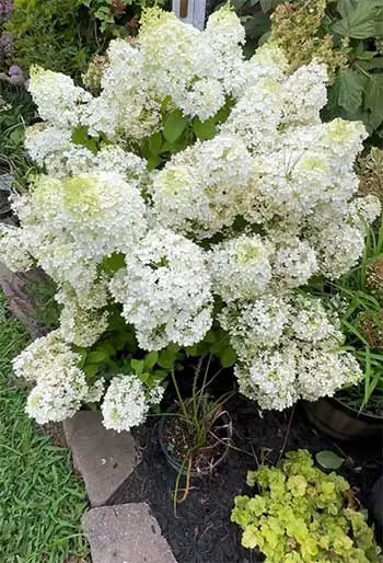 Bobo Hydrangea