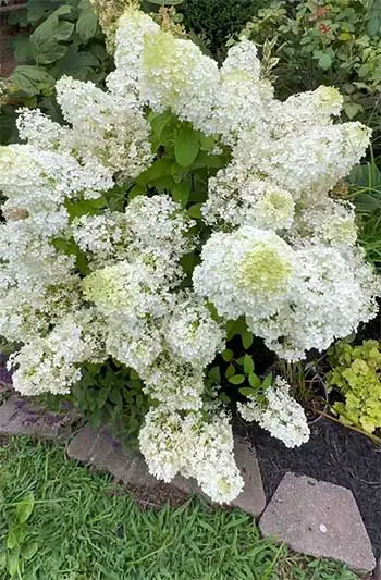 Bobo Hydrangea