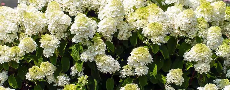 Little Hottie Hydrangea