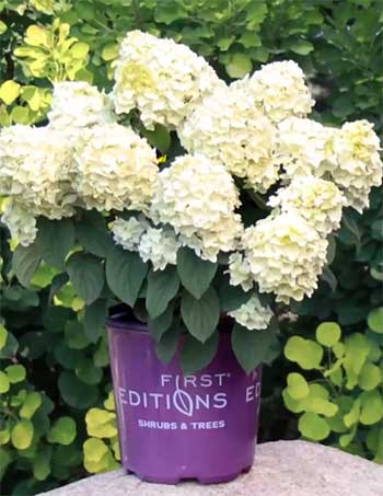 Little Hottie Hydrangea