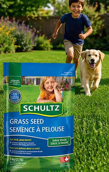 Schultz Grass Seed