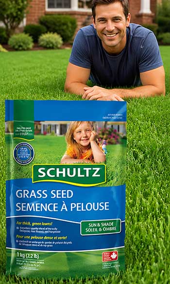 Schultz Grass Seed