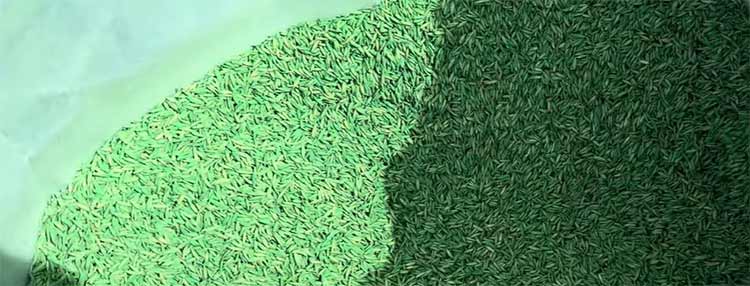 Pennington Rebels Tall Fescue